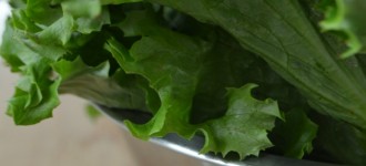 5 Consejos para mantener la lechuga fresca