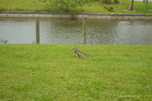 #MiércolesMudo ~ Intruso