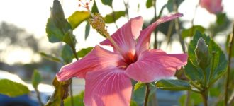 #MiércolesMudo ~ Floreciendo